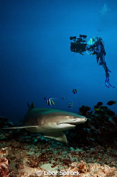 Lemon shark with my buddy Petra, who used the uw housing ... by Libor Spacek 